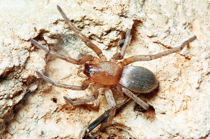 Drassodes sp.